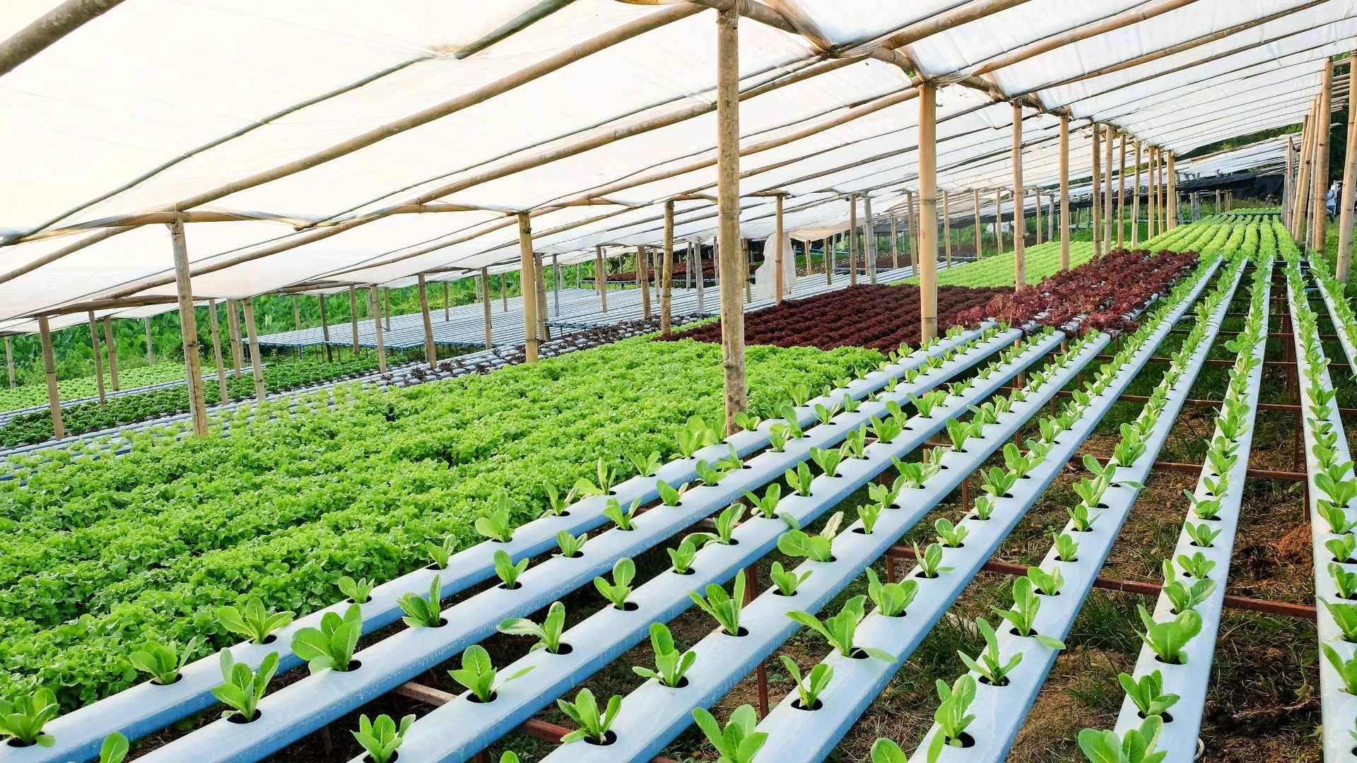 Vista aérea da área colhida