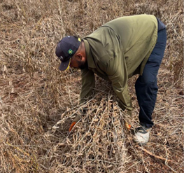 Colheita das parcelas